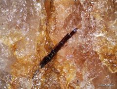 Rutile (Plage d'Amos)