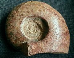 Ammonite jurassique