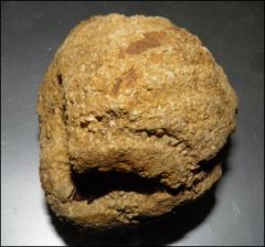fossile bivalve lorraine
