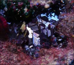 Cuprite de kamoto