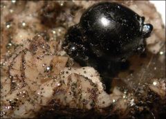 bitume fossilisé / Dolomite / Pyrite