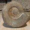 Ammonite en cours de dégagement