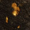 Grains d